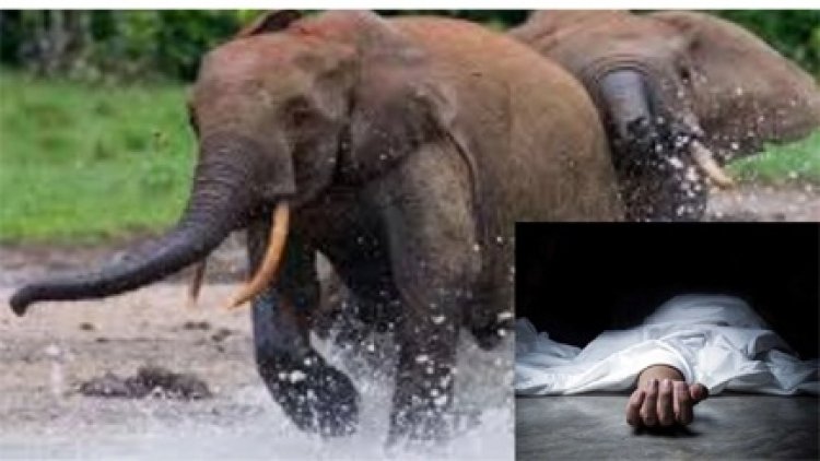 सूंड से उठाकर हाथी ने बुजुर्ग को पटका, मौके पर ही मौत