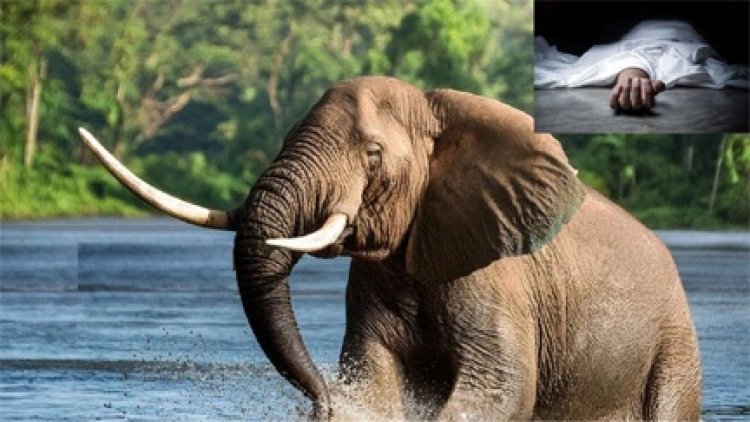 दंतैल हाथी ने ली वृद्ध कोरवा महिला की जान