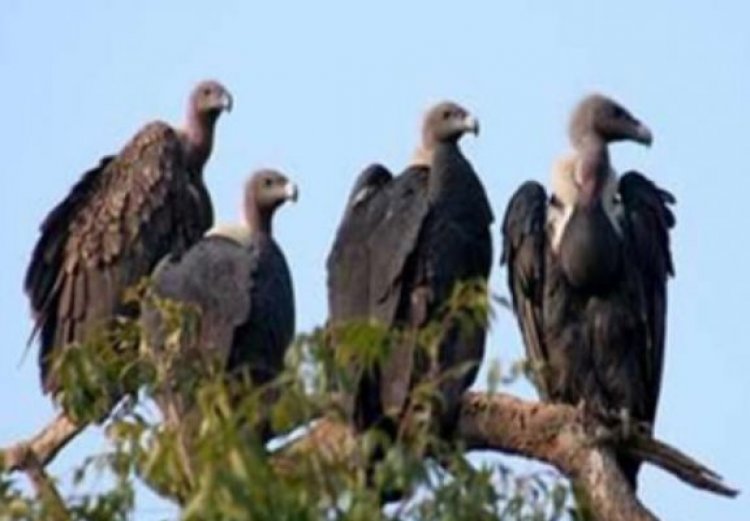 अंतरराष्ट्रीय गिद्ध जागरूकता दिवस : हमेशा हुआ बदनाम, यह पक्षी प्रकृति के लिए वरदान