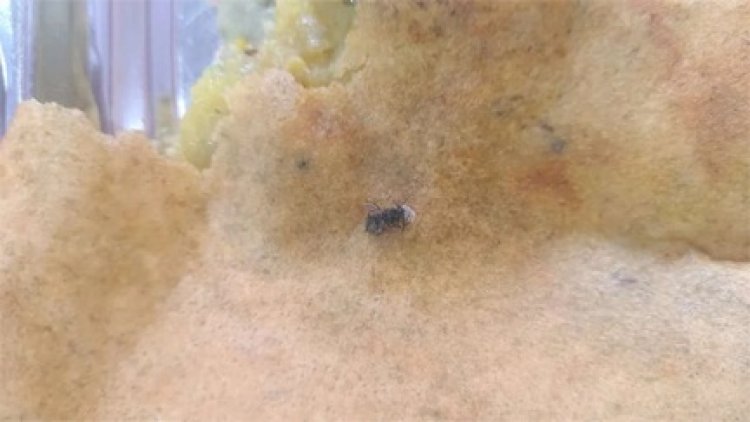 मैग्नेटो माल के सामने संचालित ऐश्वर्यम फूड कार्नर में डोसा में मिला कीड़ा, खाद्य विभाग में शिकायत