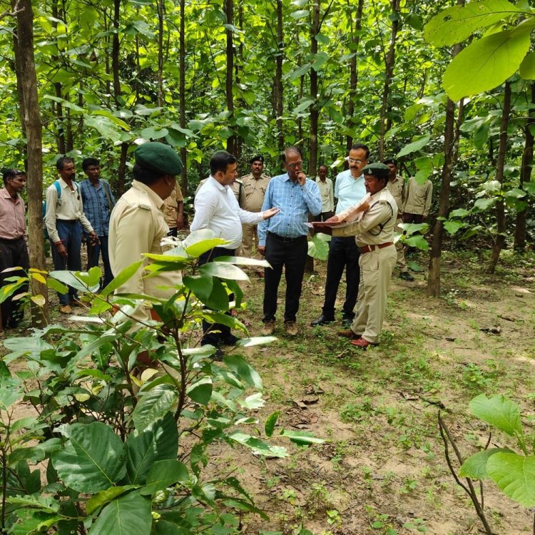 वन विकास निगम के प्रबंध संचालक पहुंचे उमरिया:रोपणी और पौधारोपण क्षेत्र का किया निरीक्षण, अधिकारियों से ली जानकारी