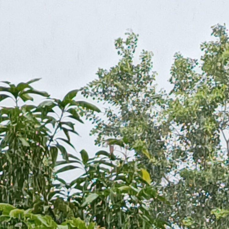 बीते 24 घंटे में चंदेरी में 45 एमएम बरसात:आज भी आसमान में बादलों का डेरा, रुक-रुककर हो रही बारिश