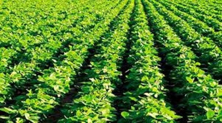 प्रदेश में 99 प्रतिशत बोनी पूर्ण