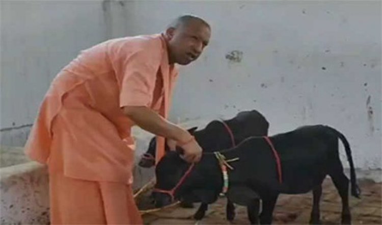 गोरखनाथ मंदिर में आईं पुंगनूर गाय को योगी ने खूब दुलारा