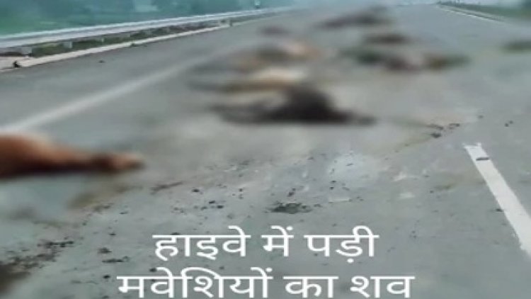 कोरबा हाइवे पर तेज रफ्तार ट्रेलर की चपेट में आने से 18 गोवंश की मौत
