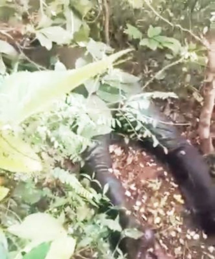 जंगल में मिली लाश