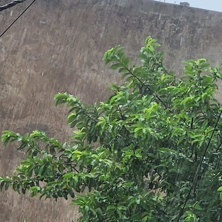 एक सप्ताह बाद फिर बारिश का दौर शुरू:जिले में 24.2 मिमी बारिश दर्ज, आज दिनभर बारिश होने की संभावना