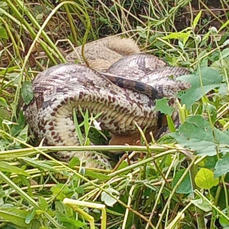 टीकमगढ़ में खेत में दिखा 10 फीट लंबा अजगर:ग्रामीणों की सूचना पर वन अमले ने किया रेस्क्यू; अजगर की जकड़न से सियार की मौत