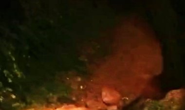 अजगर के हमले से बाल-बाल बचा परिवार:झोपड़ी में मासूम बच्चों के साथ सोया हुआ था परिवार, टीम ने किया रेस्क्यू