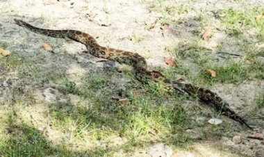 जाली में फंसे विशालकाय अजगर को सुरक्षित निकाल जंगल में छोड़ा