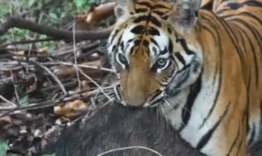 बांधवगढ़ टाइगर रिजर्व के ताला जोन में दिखी बाघिन:शिकार को घसीटकर ले जाते दिखी बाघिन सिद्ध बाबा, पर्यटकों ने बनाया वीडियो