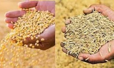 समर्थन मूल्य पर धान एवं मक्का की खरीदी के लिए किसानों का पंजीयन 31 अक्टूबर तक