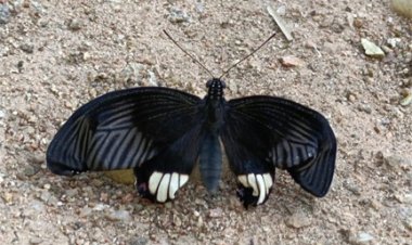 बारनवापारा अभ्यारण्य में 21 से 23 अक्टूबर को बटरफ्लाई मीट का होगा आयोजन