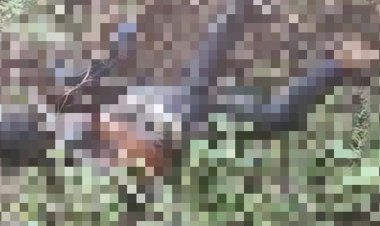 उमरिया के बिरसिंहपुर में मिली युवक की लाश:पुलिस शिनाख्त में जुटी; चार से पांच दिन पुरानी है बॉडी