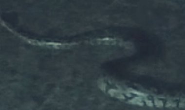 आगर मालवा के सुसनेर में दिखा अजगर:वन विभाग के दल ने रेस्क्यू कर सुरक्षित जंगल में छोड़ा