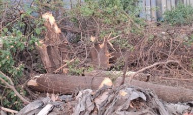 शिफ्टिंग की बजाय काट दिए गए वृक्ष