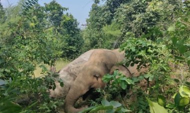 11 केवी बिजली तार टूटने से तीन हाथियों की मौत