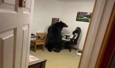 खोंगापानी में भालू कर रहे हैं घरों में चोरी, खाने की तलाश में तोड़ रहे खिड़की और दरवाजे