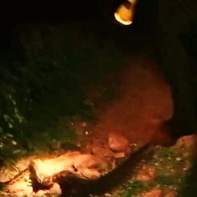 अजगर के हमले से बाल-बाल बचा परिवार:झोपड़ी में मासूम बच्चों के साथ सोया हुआ था परिवार, टीम ने किया रेस्क्यू