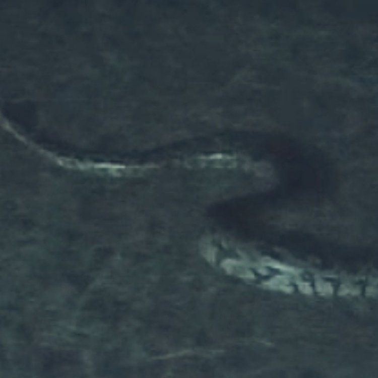 आगर मालवा के सुसनेर में दिखा अजगर:वन विभाग के दल ने रेस्क्यू कर सुरक्षित जंगल में छोड़ा