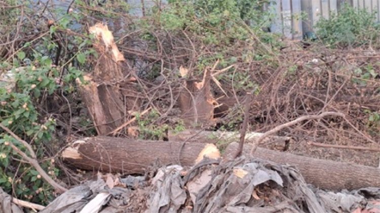 शिफ्टिंग की बजाय काट दिए गए वृक्ष