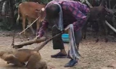 नशेड़ी युवक ने बंदर को हाथ व कमर के टूटने तक पीटा, गिरफ्तार