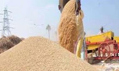 25 लाख से ज्यादा किसानों से 3100 रुपये में धान खरीदेगी छत्‍तीसगढ़ सरकार