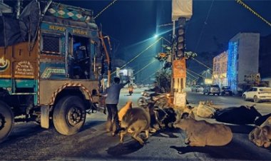 रात को शहर के चौक-चौराहों पर डेरा जमाने वाले मवेशियों के कारण आवागमन में बाधा
