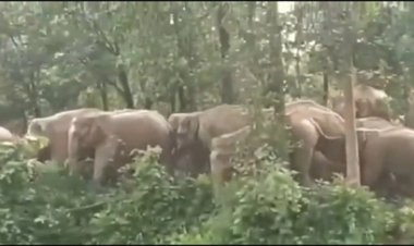 झोपड़ी में सो रहे सगे भाई-बहन को हाथियों ने कुचल कर मार डाला