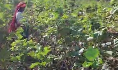 लगातार बारिश बाद मजदूरों का संकट:12 रुपए किलो हुई कपास चुनाई, किसान बोले- घाटे की हुई खेती, CCI करें खरीदी