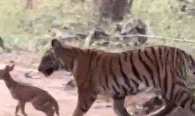 चीतल के साथ अठखेलियां करती कैमरे में कैद हुई बाघिन:पेंच नेशनल पार्क में मॉर्निंग सफारी में दिखा नजारा; देखें वीडियो
