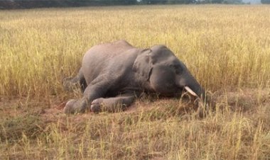धान के खेत में वयस्क नर हाथी मृत अवस्था में मिला