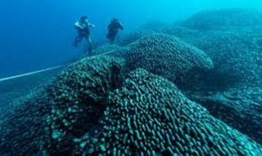 दक्षिण पश्चिम प्रशांत महासागर में खोजा गया विश्व का सबसे बड़ा मूंगा