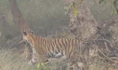 पेंच पार्क में शिकार ले जाती स्पॉट हुई बाघिन:वाइल्ड लाइफ फोटोग्राफर ने सोशल मीडिया पर शेयर किया वीडियो