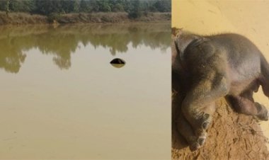 तालाब में हाथी के बच्चे की पानी में तैरती मिली लाश
