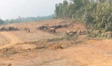 हाथी के बच्चे की मौत के बाद 58 हाथियों का दल छाल रेंज में डटे