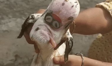 खरगोन में बकरी के जन्मे मेमने से कौतूहल:विशेषज्ञ बोले- यह आनुवांशिकी गड़बड़ी का मामला, बचने के आसार कम, लोग एलियन मान रहे