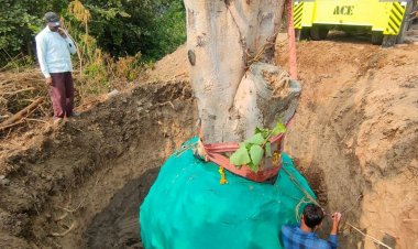 बुरहानपुर में 50 साल पुराना पीपल का पेड़ हुआ ट्रांसप्लांट:कॉलोनी की मेढ़ पर लगाया गया, चार घंटे में पूरी हुई ट्रांसप्लांटेशन प्रक्रिया