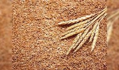 प्रदेश में अब तक 5.57 लाख हेक्टेयर क्षेत्र में रबी फसल गेहूं, चना, मक्का, अलसी सहित विभिन्न फसलों की बोनी