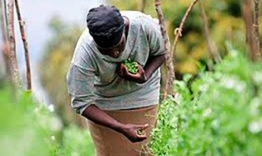 सतत् आवास और कृषि क्षेत्रों में राज्य जलवायु परिवर्तन कार्ययोजना के क्रियान्वयन विषय पर 28 नवंबर को होगा कार्यशाला