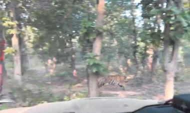 बाघ को तामोर पिंगला में छोड़ा गया