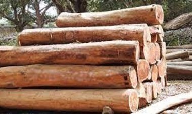काष्ठागार-बांसागार में ईमारती लकड़ी, बांस, बल्ली एवं जलाऊ लकड़ी की बिक्री अब ई-नीलामी से