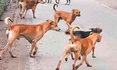 निगम सीमा में सक्रिय हैं 10 हजार से ज्यादा कुत्ते, रोजाना 20 से 30 हो रहे शिकार
