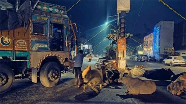 रात को शहर के चौक-चौराहों पर डेरा जमाने वाले मवेशियों के कारण आवागमन में बाधा