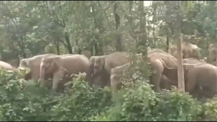 झोपड़ी में सो रहे सगे भाई-बहन को हाथियों ने कुचल कर मार डाला