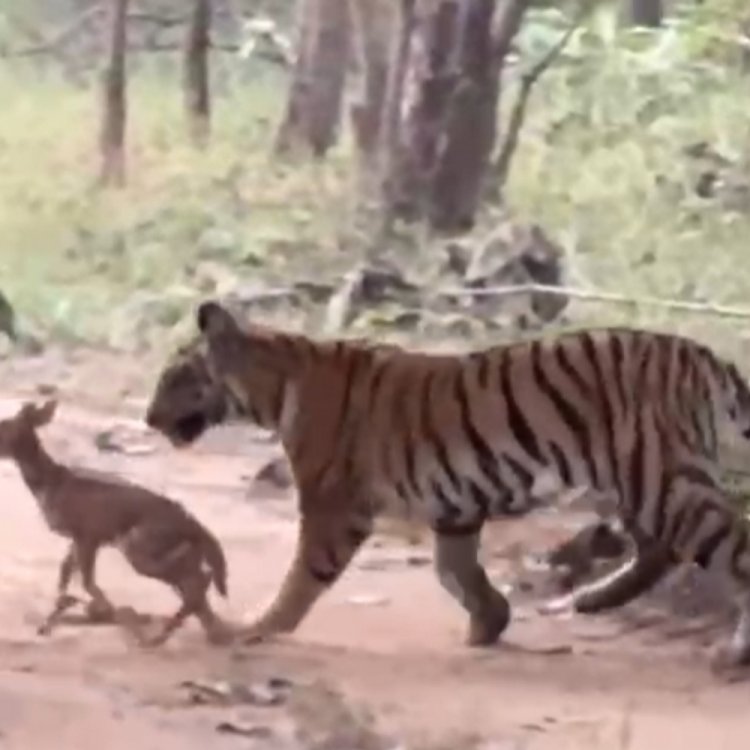 चीतल के साथ अठखेलियां करती कैमरे में कैद हुई बाघिन:पेंच नेशनल पार्क में मॉर्निंग सफारी में दिखा नजारा; देखें वीडियो