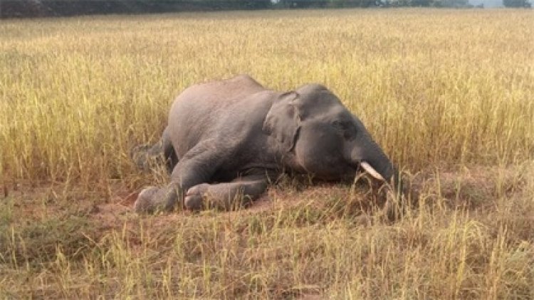 धान के खेत में वयस्क नर हाथी मृत अवस्था में मिला