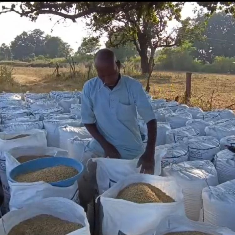 उमरिया में 2 दिसंबर से होगी धान खरीदी:42 केंद्रों में 24 हजार किसान करेंगे विक्रय, तैयारियों में जुटा जिला प्रशासन