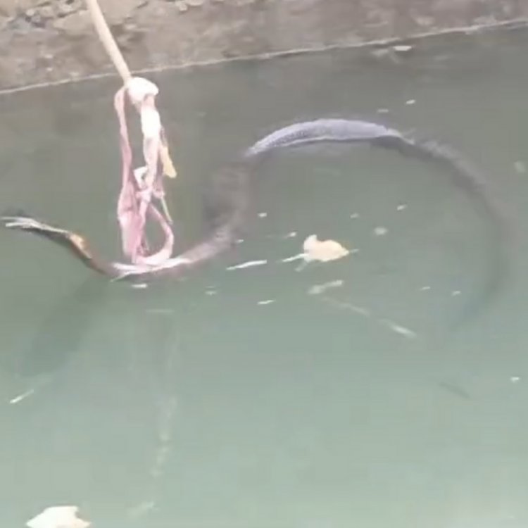 कुएं में गिरा 6 फीट लंबा कोबरा, रेस्क्यू कर पकड़ा:7 दिन से कुएं में था सांप, सीमेंट कन्क्रीट से बंधा होने से बैठ नहीं पा रहा था