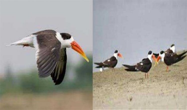 प्रयागराज पहुंचे लुप्तप्राय इंडियन स्कीमर के 150 जोड़े